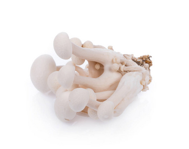 白色 shimeji 蘑菇