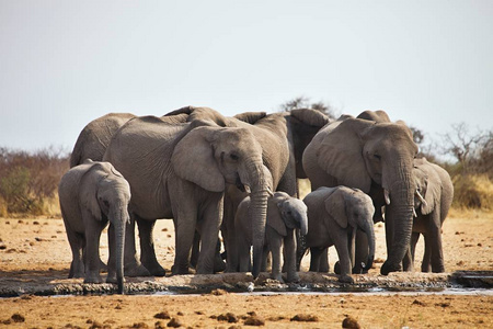 非洲大象, Loxodon 非洲, 运行水坑埃托沙, 纳米比亚