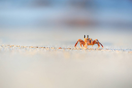 也门索科特拉岛岛海滩的幽灵蟹图片