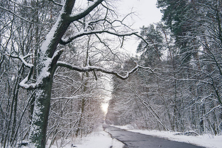 美雪冬林混凝土路