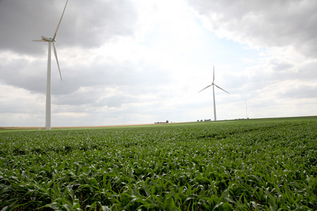 风力发电机组在玉米田的视图