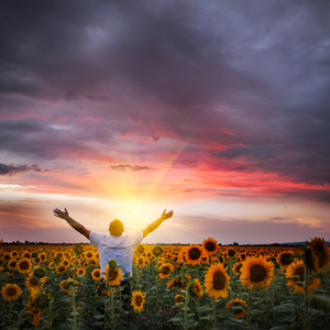 向日葵田间图片