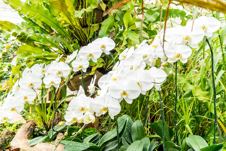 在日光下的自然绿色香蕉树种植园相似素材图片 摄图新视界