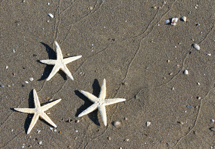 三海星在热带海海滩