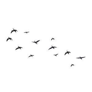 飞鸟在白色背景上剪影.矢量插图.孤立鸟飞行照片