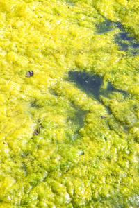 水面上出现藻类的积水背景
