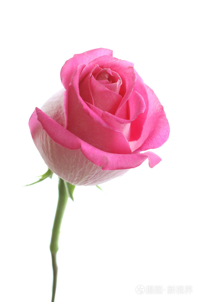 美丽的粉红色玫瑰