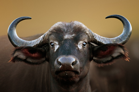 海角水牛图片