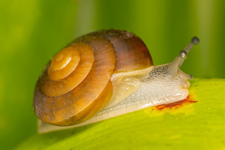 绿色叶子上的蜗牛