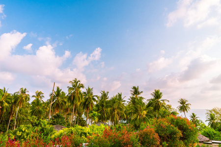 美丽的天堂海岛与海滩和海在椰子棕榈树附近在日落时间假日假期概念