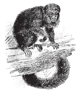 这个插图代表黑色 Couxio 是一种猴子, 复古线条画或雕刻插图