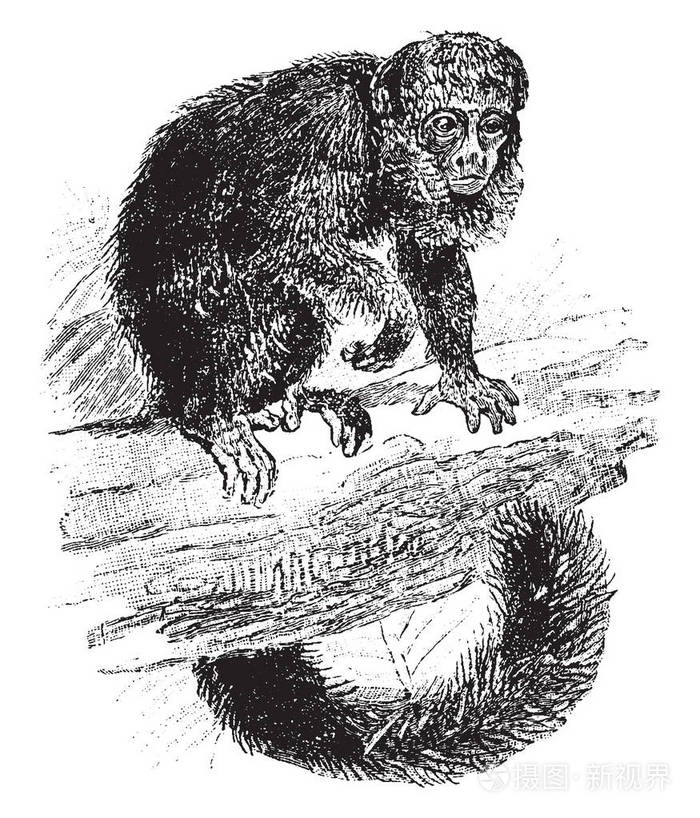 这个插图代表黑色 couxio 是一种猴子, 复古线条画或雕刻插图