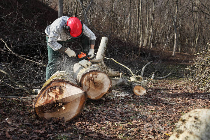 伐木工人在秋季使用电锯切割大树
