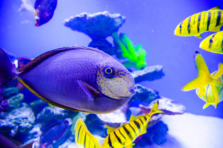 Amphiprion Ocellaris 小丑在海洋水族馆。小丑