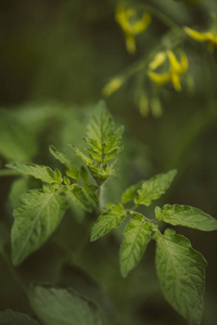 番茄植株叶片