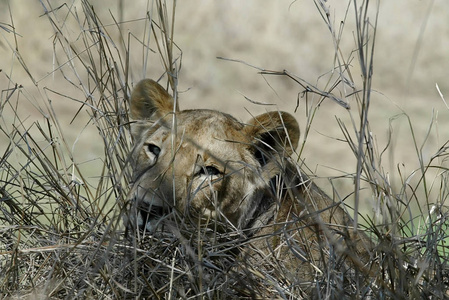戈龙戈萨的母狮肖像, 莫桑比克国家公园