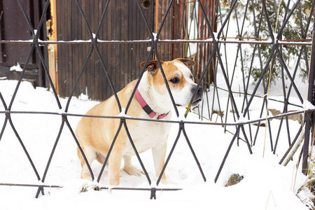 老红美国斯塔福德郡的小猎犬冬天散步户外