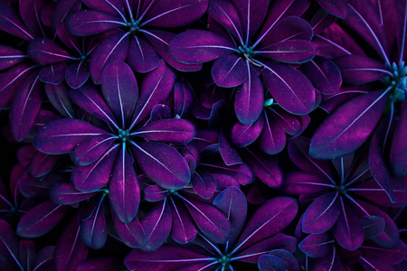 新鲜叶的紫外线背景效应