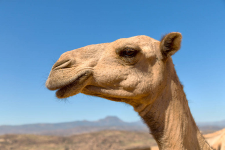 在埃塞俄比亚非洲骆驼在天空象抽象背景