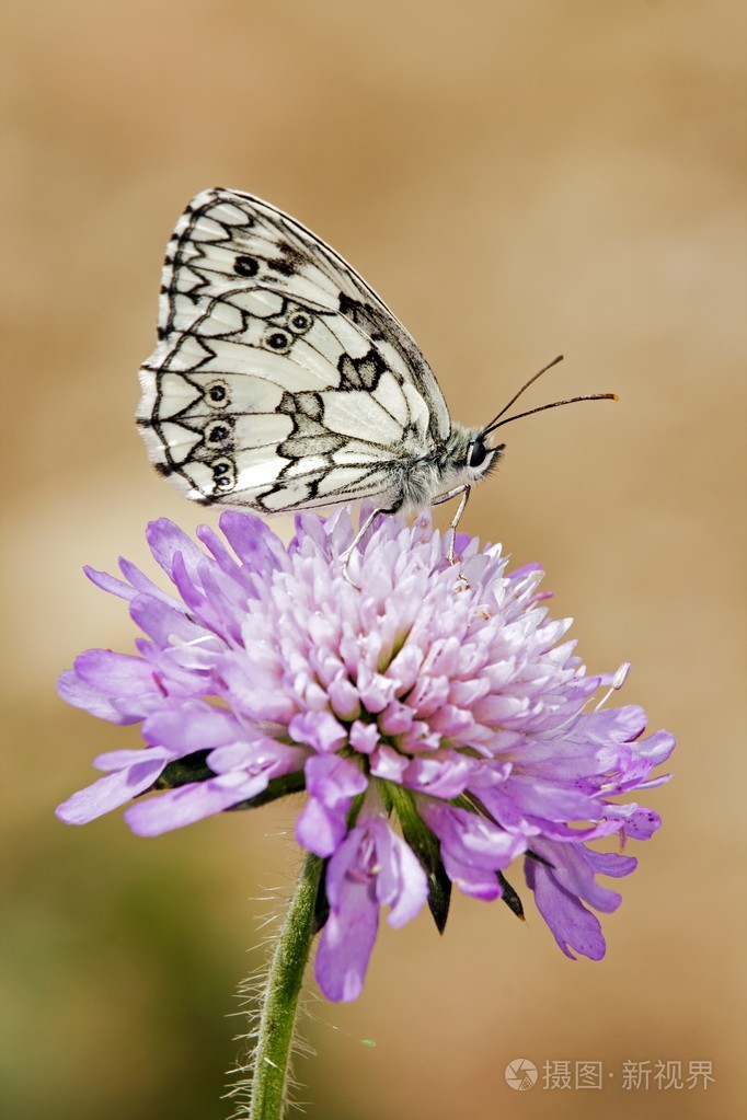 蝴蝶半丧服的三叶草花上