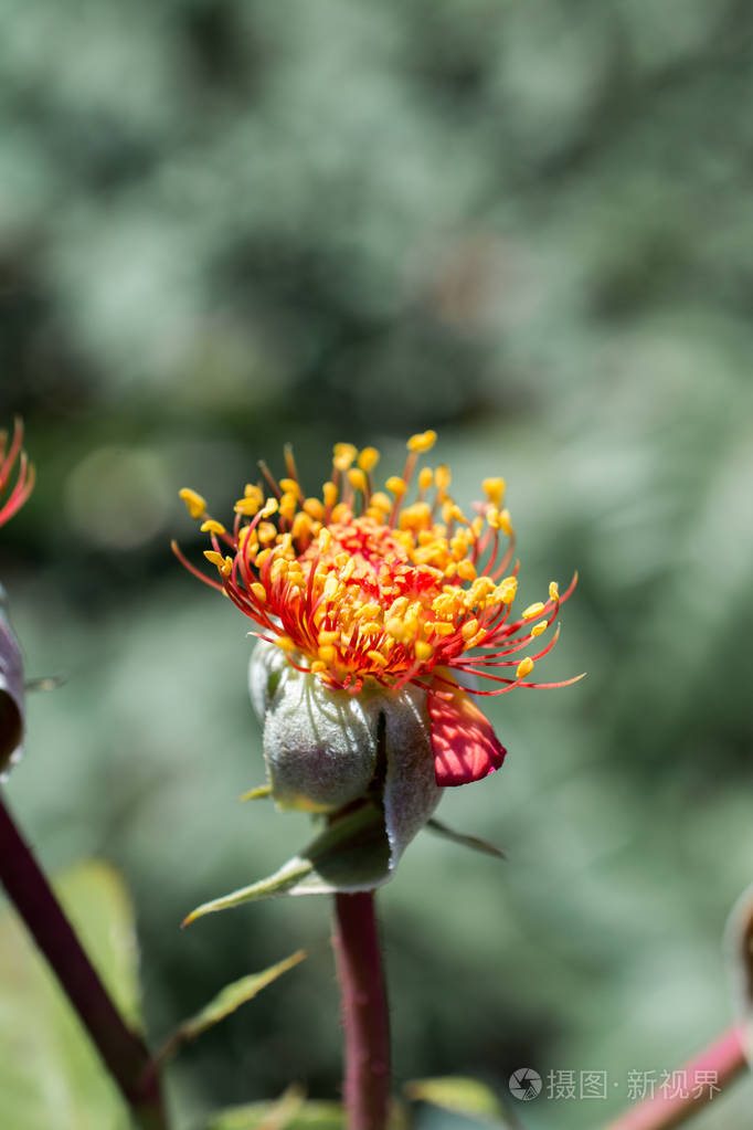 花园里没有花瓣的玫瑰花