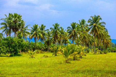 椰子棕榈绿场和蓝天, 白色沙滩拷叻, 攀牙, 泰国