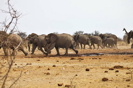 非洲大象, Loxodon 非洲, 运行水坑埃托沙, 纳米比亚