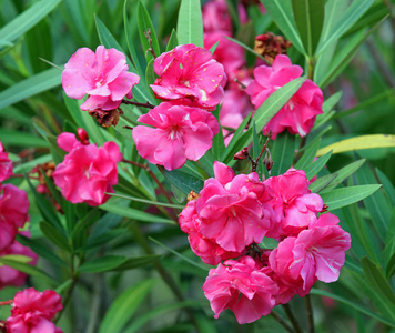 紫色夹竹桃的花朵与天空的背景照片