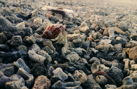 贝壳中的螃蟹看着红海
