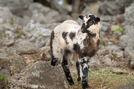 绵羊, 羊羔在地中海牧场地在岩石之间在春天