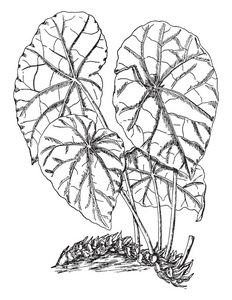 叶子出生在长茎上, 它们附着在中心。叶子椭圆形和边缘是波状, 复古线条画或雕刻插图