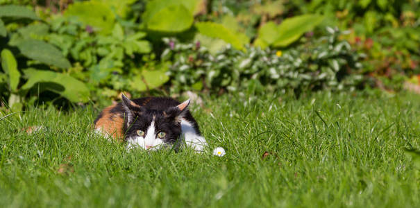 躺在草丛中的小猫
