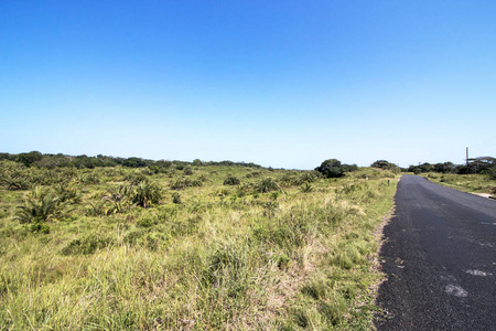 祖鲁 isimangaliso 湿地公园的天然湿地植被