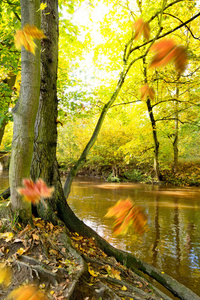 秋天河岸上的树