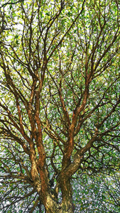 树冠绿色叶子树枝