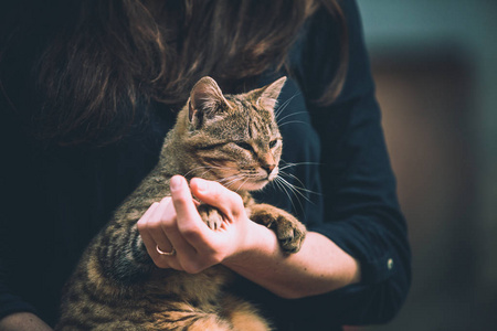 女孩在照顾一只带条纹的猫在手里