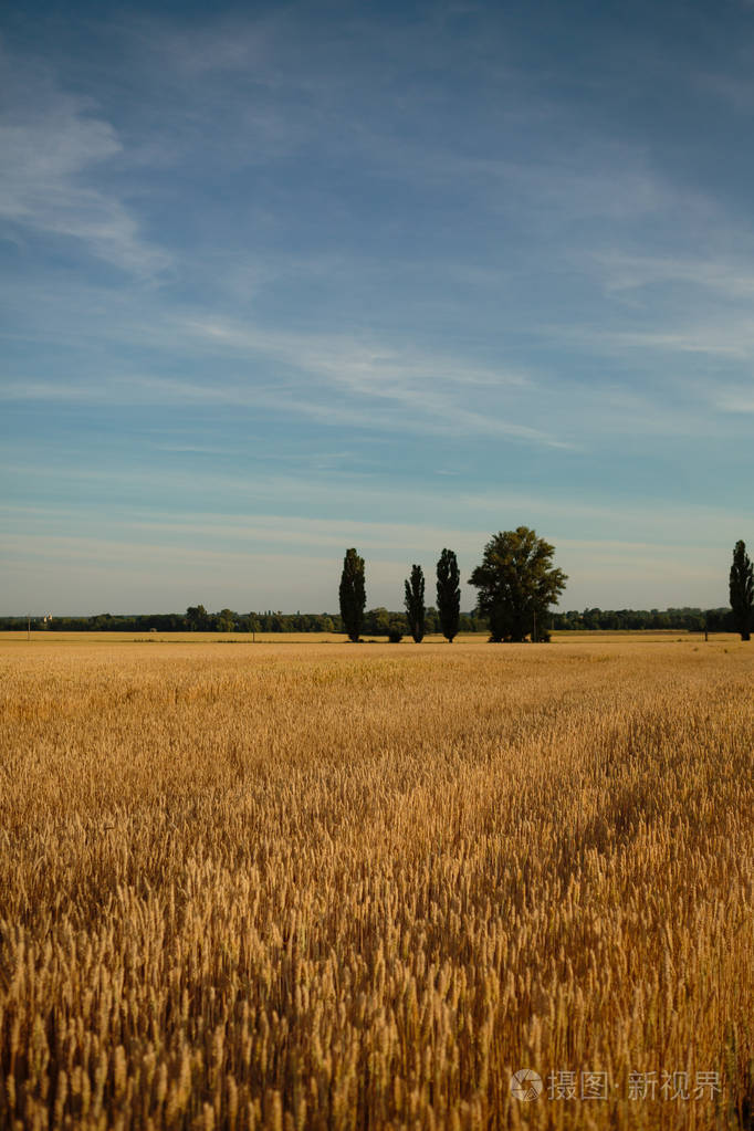 小麦田野的夏日景观