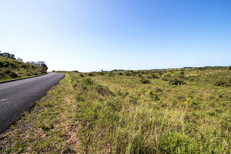 祖鲁 isimangaliso 湿地公园的天然湿地植被