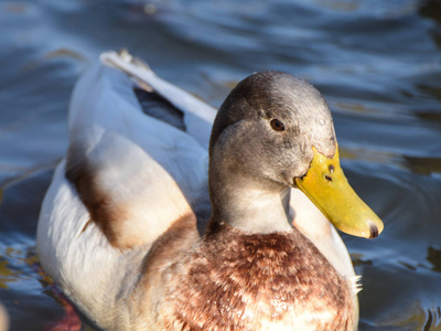 Gadwall 鸭游泳