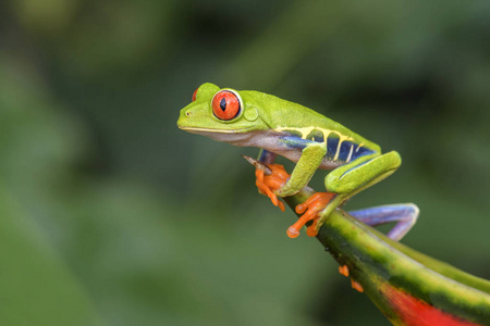 红眼树蛙Agalychnis callidryas, 美丽多彩从标志性到中美洲森林, 哥斯达黎加