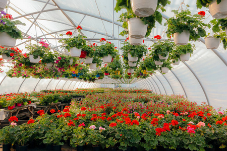 花棚盛开的春季美丽的花棚照片