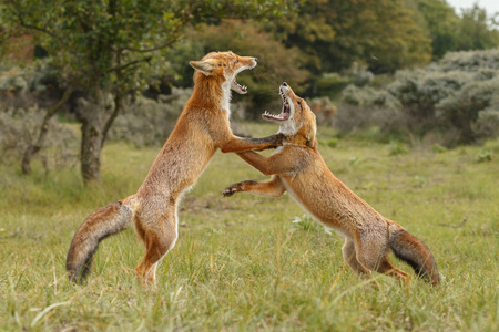 两只红狐在领土上战斗