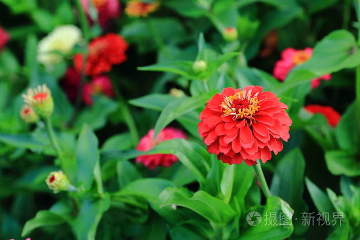 绿花床背景下的百日草红花