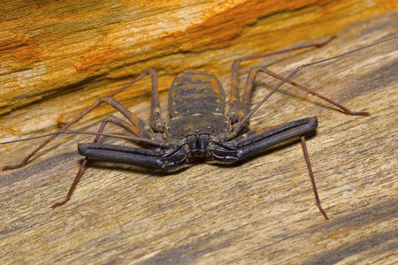 蝎子尾巴尾巴鞭蝎子, amblypygi.pondicherry, tamilnadu, 印度摄影图
