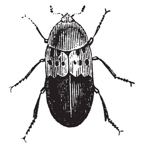 食品储藏室甲虫, 老式雕刻插图。动物的自然历史, 1880