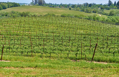 美国加利福尼亚丘陵的生长葡萄园景观