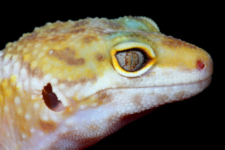 [医]豹斑虎照片