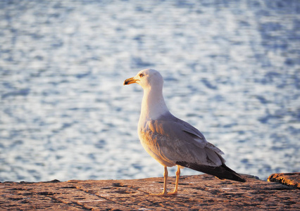 Seagul 飞越群山附近的海面