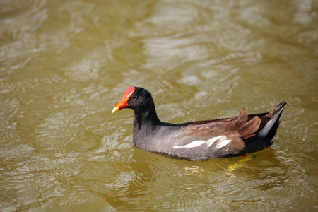 沼泽中常见的雷鸟 Gallinula chloropus