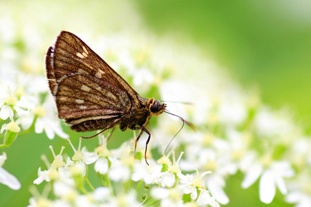 日本迅速蝴蝶 thoressa 变量 在北海道的日本